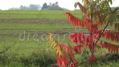 秋天的树木颜色和冬季的<strong>粮食</strong>作物在农业<strong>领域</strong>。 4K